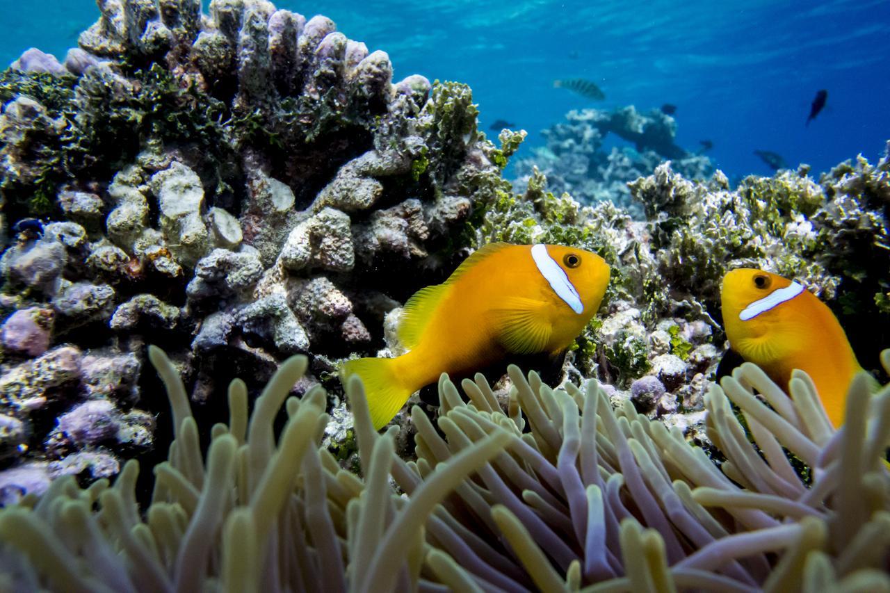 Detour Beach View Hangnaameedhoo Dış mekan fotoğraf