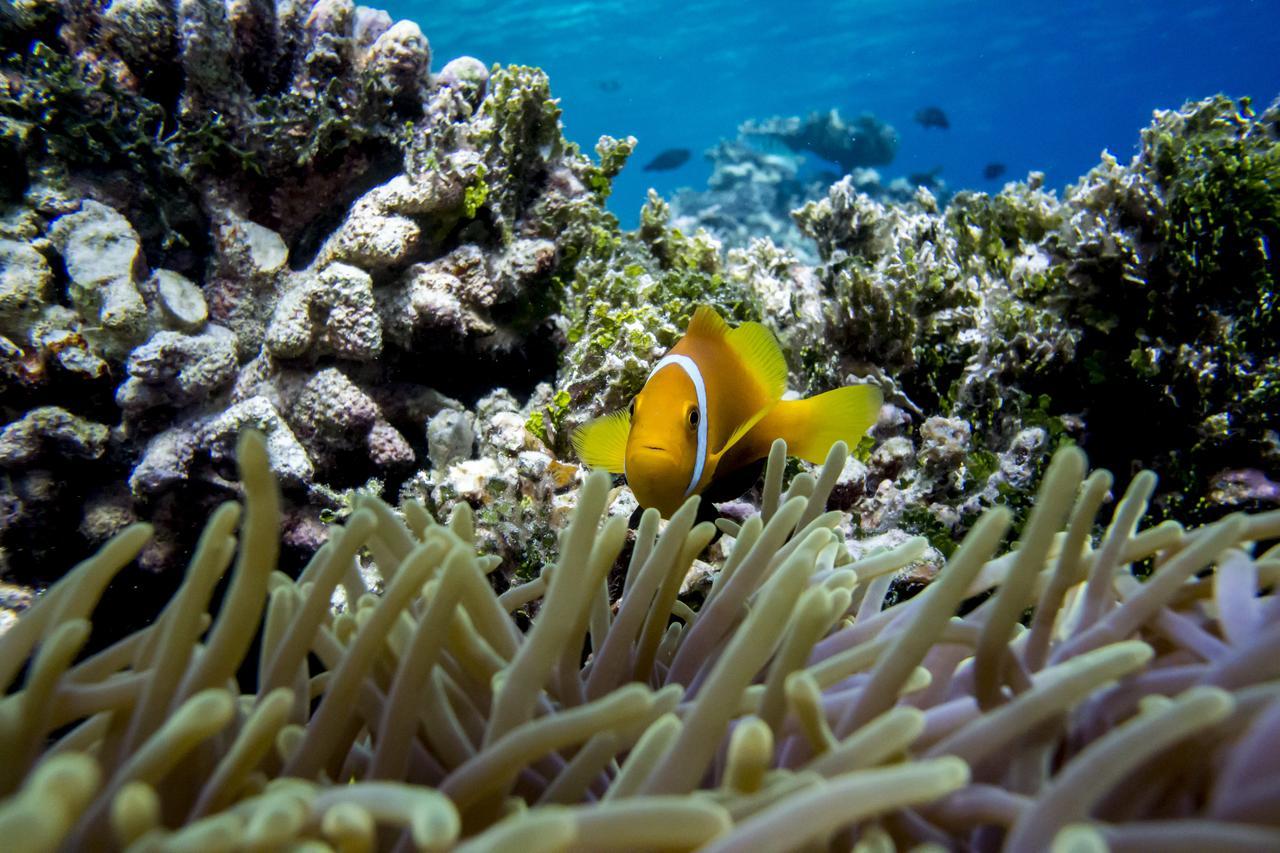 Detour Beach View Hangnaameedhoo Dış mekan fotoğraf